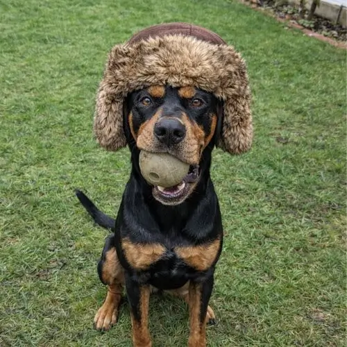 Aki, das schlanke schwarz-braune Hunde-Maskottchen und Chef der Digitalagentur Akibyte, sitzt auf dem Gras, trägt eine Fellmütze und hält einen Tennisball.